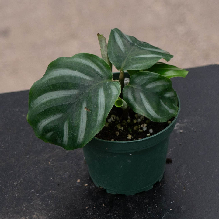 Gabriella Plants Calathea 4" Calathea fasciata &