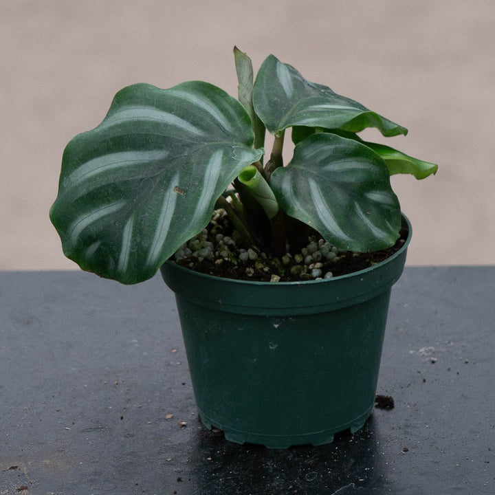 Gabriella Plants Calathea 4" Calathea fasciata &