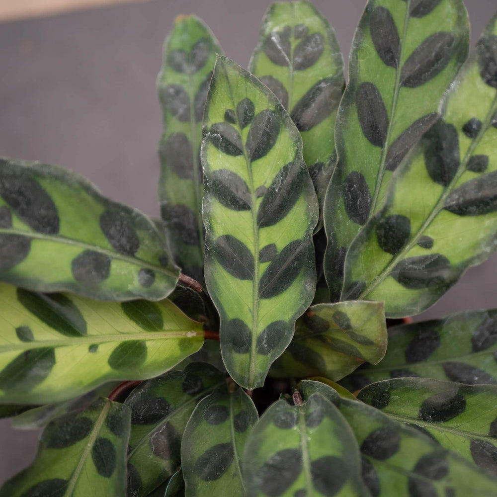 Gabriella Plants Other 4" Calathea lancifolia "Rattlesnake"