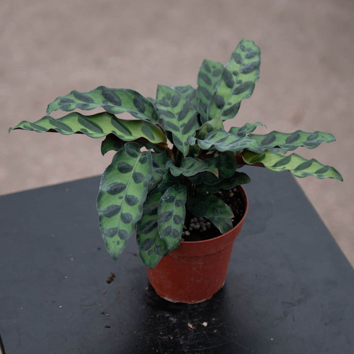 Gabriella Plants Other 4" Calathea lancifolia "Rattlesnake"