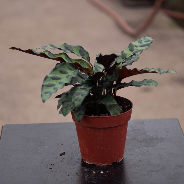Gabriella Plants Other 4" Calathea lancifolia "Rattlesnake"