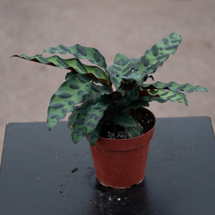 Gabriella Plants Other 4" Calathea lancifolia "Rattlesnake"