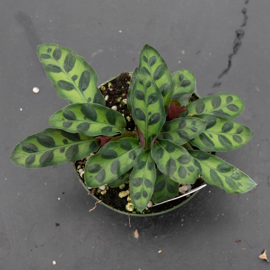 calathea rattlesnake prayer plant Calathea lancifolia "Rattlesnake"