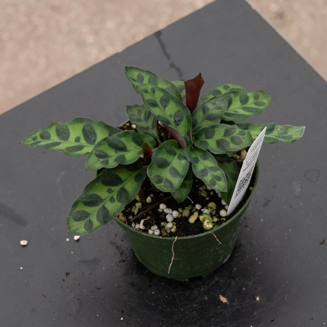 Gabriella Plants Other 4" Calathea lancifolia "Rattlesnake"