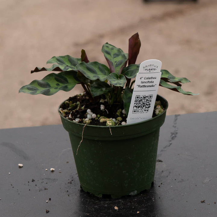 Gabriella Plants Other 4" Calathea lancifolia "Rattlesnake"