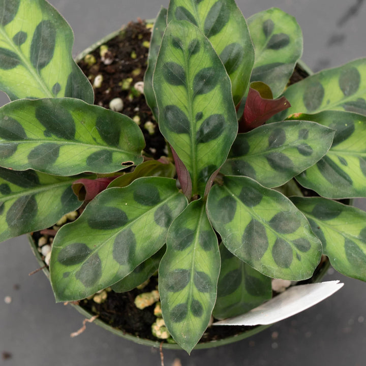 Gabriella Plants Other 4" Calathea lancifolia "Rattlesnake"