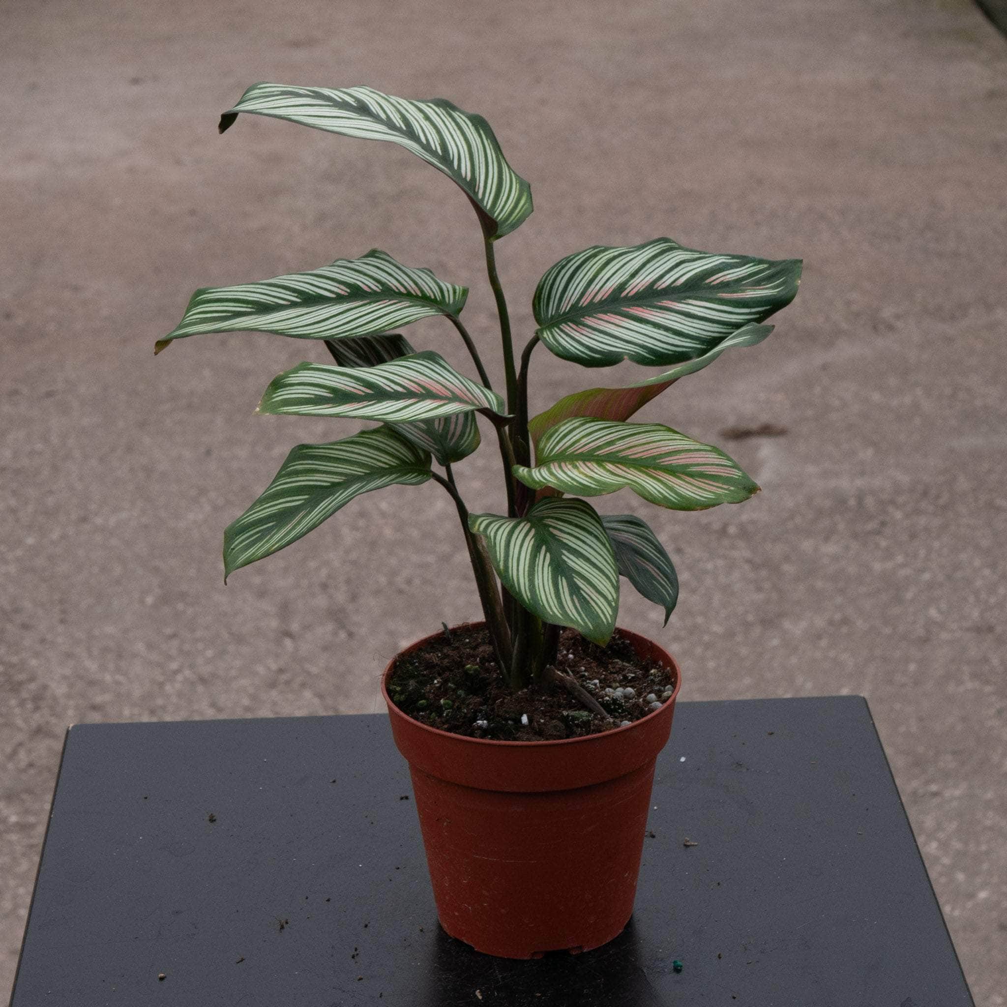 Calathea majestica 'White Star' - Gabriella Plants