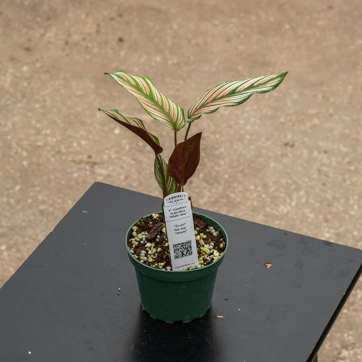 Gabriella Plants Other 4 Calathea majestica &
