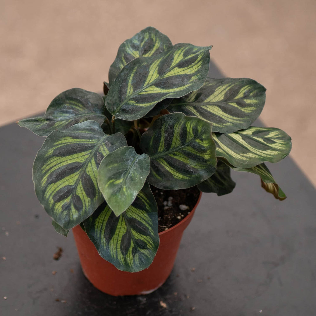 Gabriella Plants Other 4” Calathea makoyana