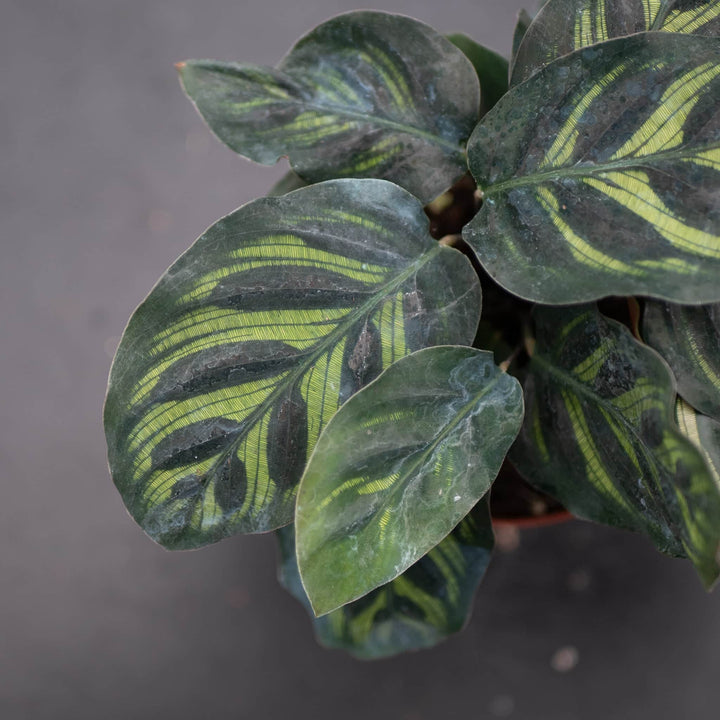 Gabriella Plants Other 4” Calathea makoyana