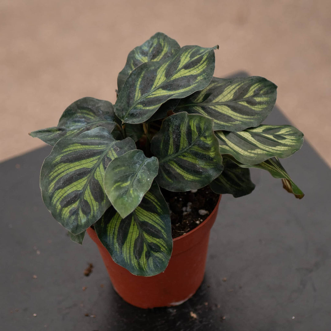 Gabriella Plants Other 4” Calathea makoyana