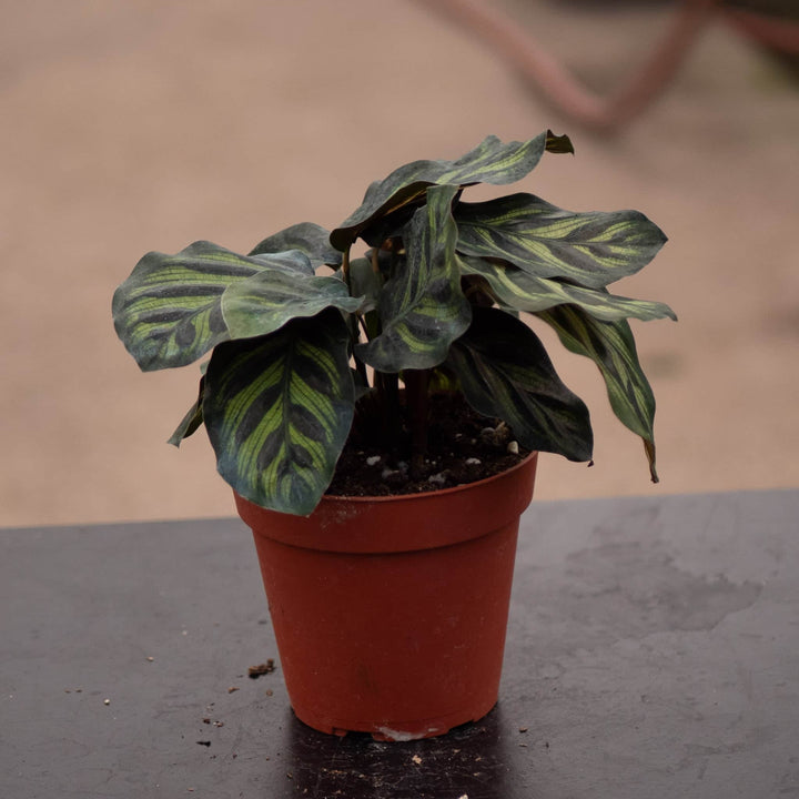 Gabriella Plants Other 4” Calathea makoyana