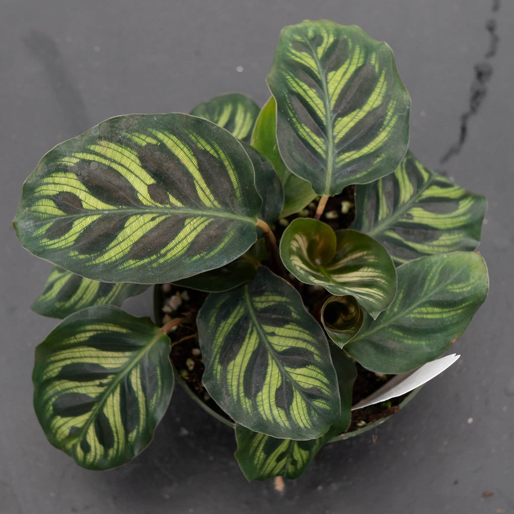 Gabriella Plants Other 4” Calathea makoyana