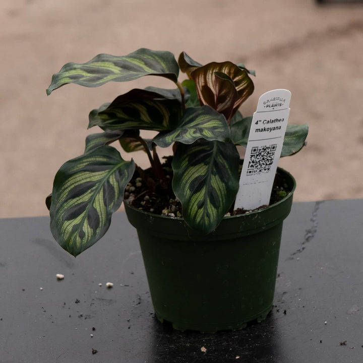 Gabriella Plants Other 4” Calathea makoyana