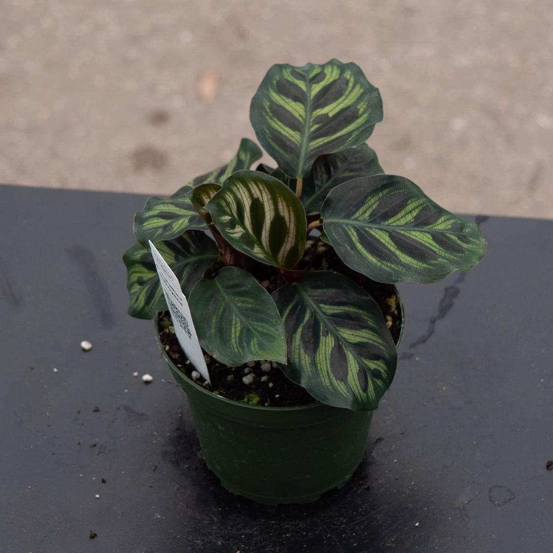 Gabriella Plants Other 4” Calathea makoyana