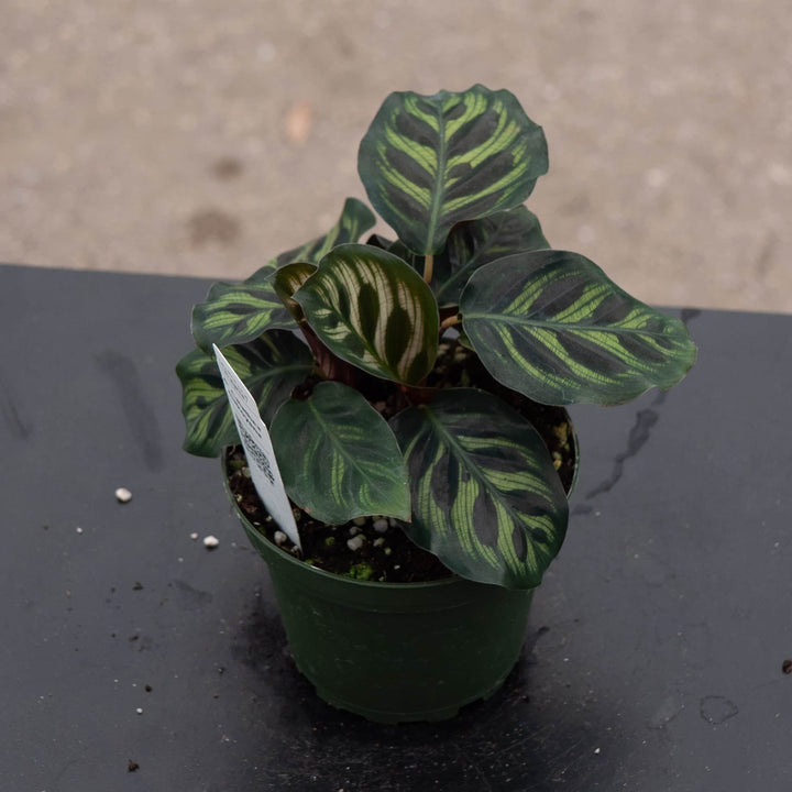 Gabriella Plants Other 4” Calathea makoyana