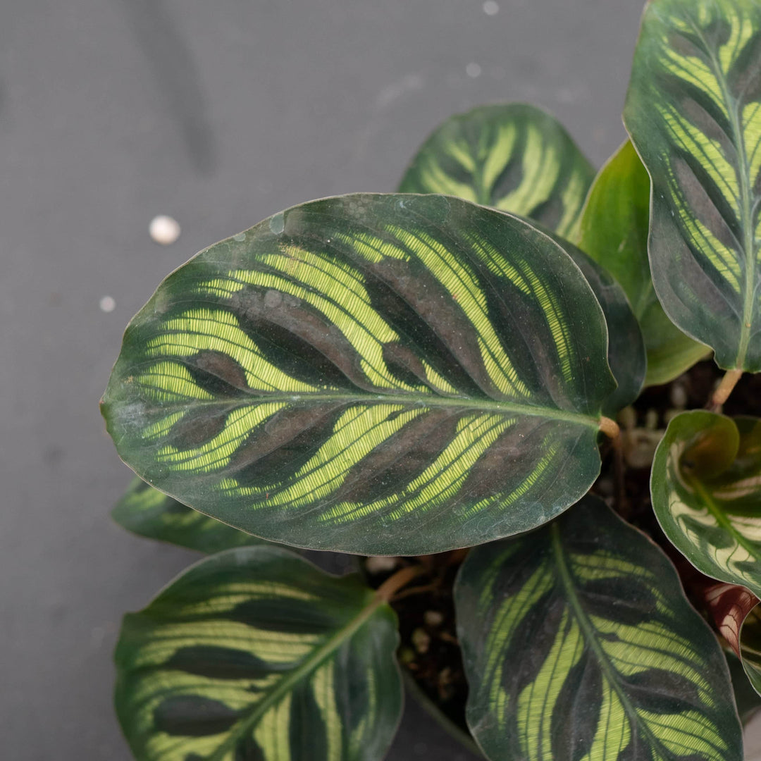 Gabriella Plants Other 4” Calathea makoyana