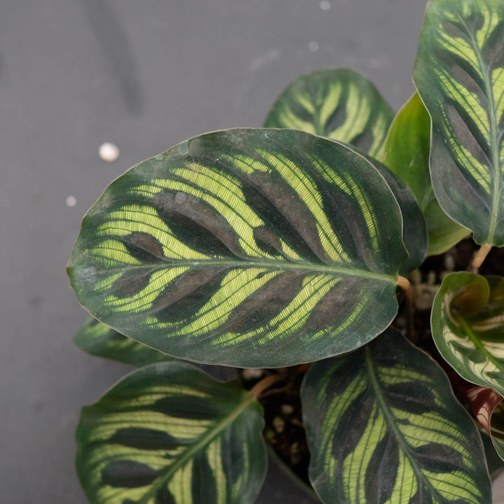 Gabriella Plants Other 4” Calathea makoyana