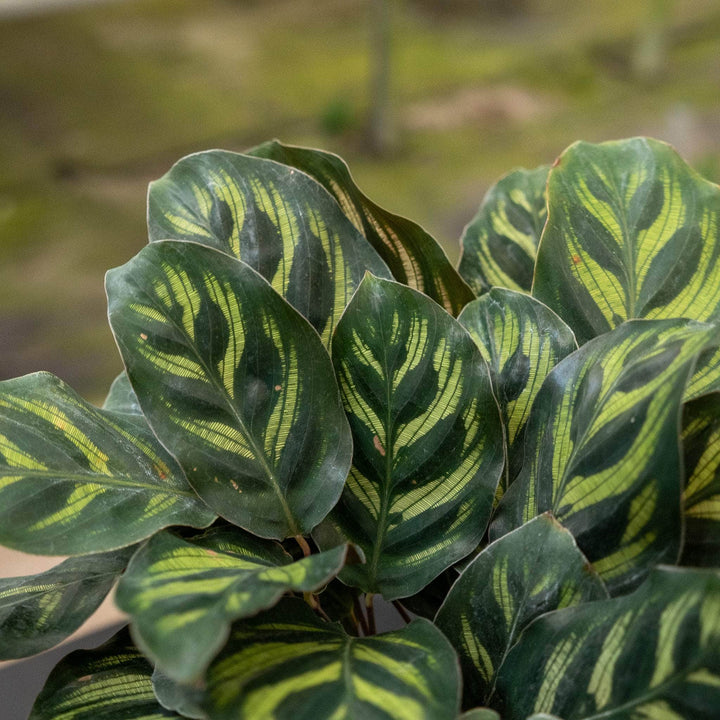Gabriella Plants Other 4” Calathea makoyana