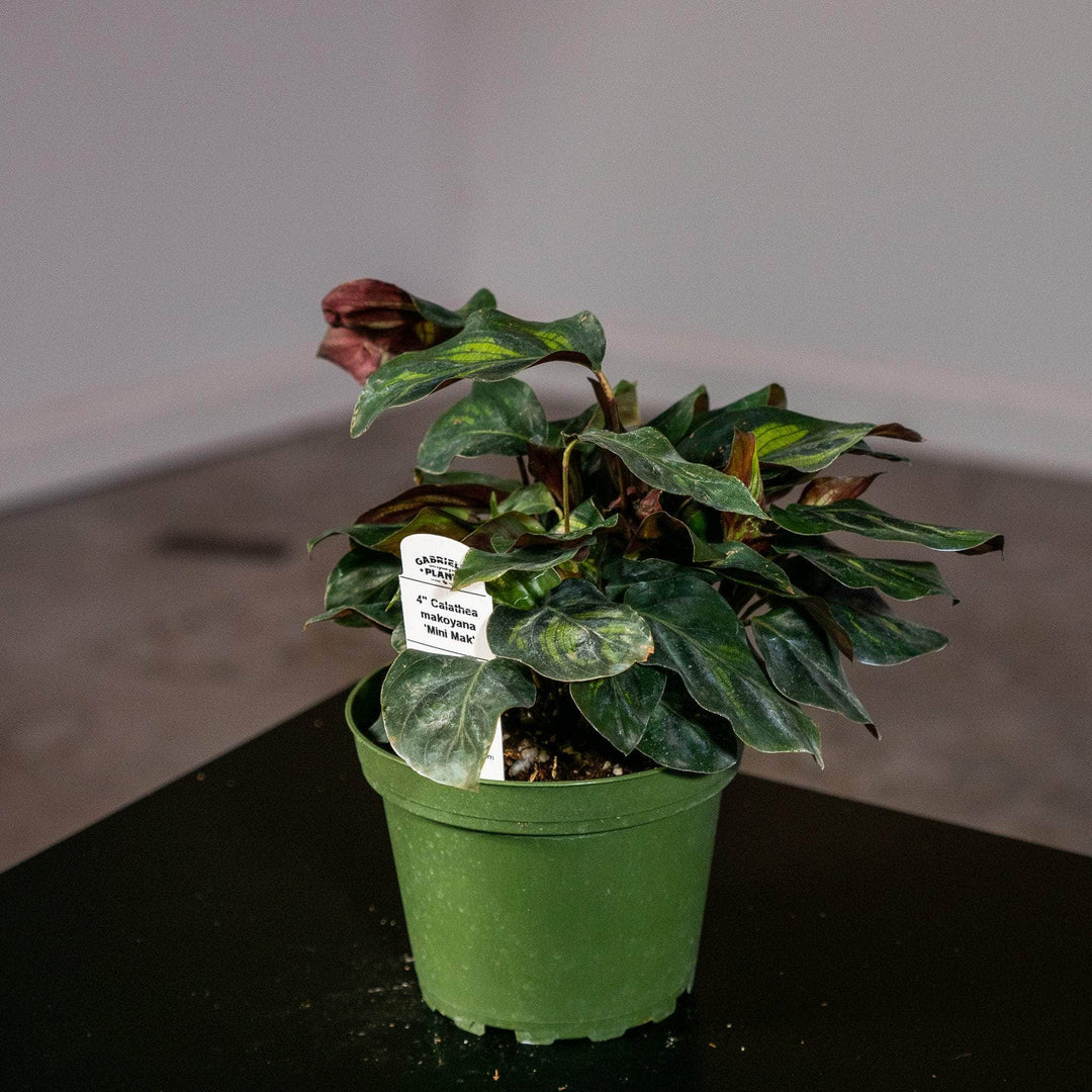 Calathea makoyana 'Mini Mak'