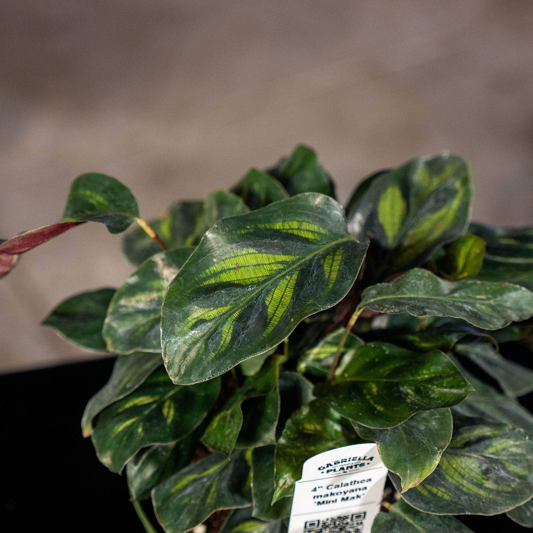 Gabriella Plants Other 4" Calathea makoyana 'Mini Mak'