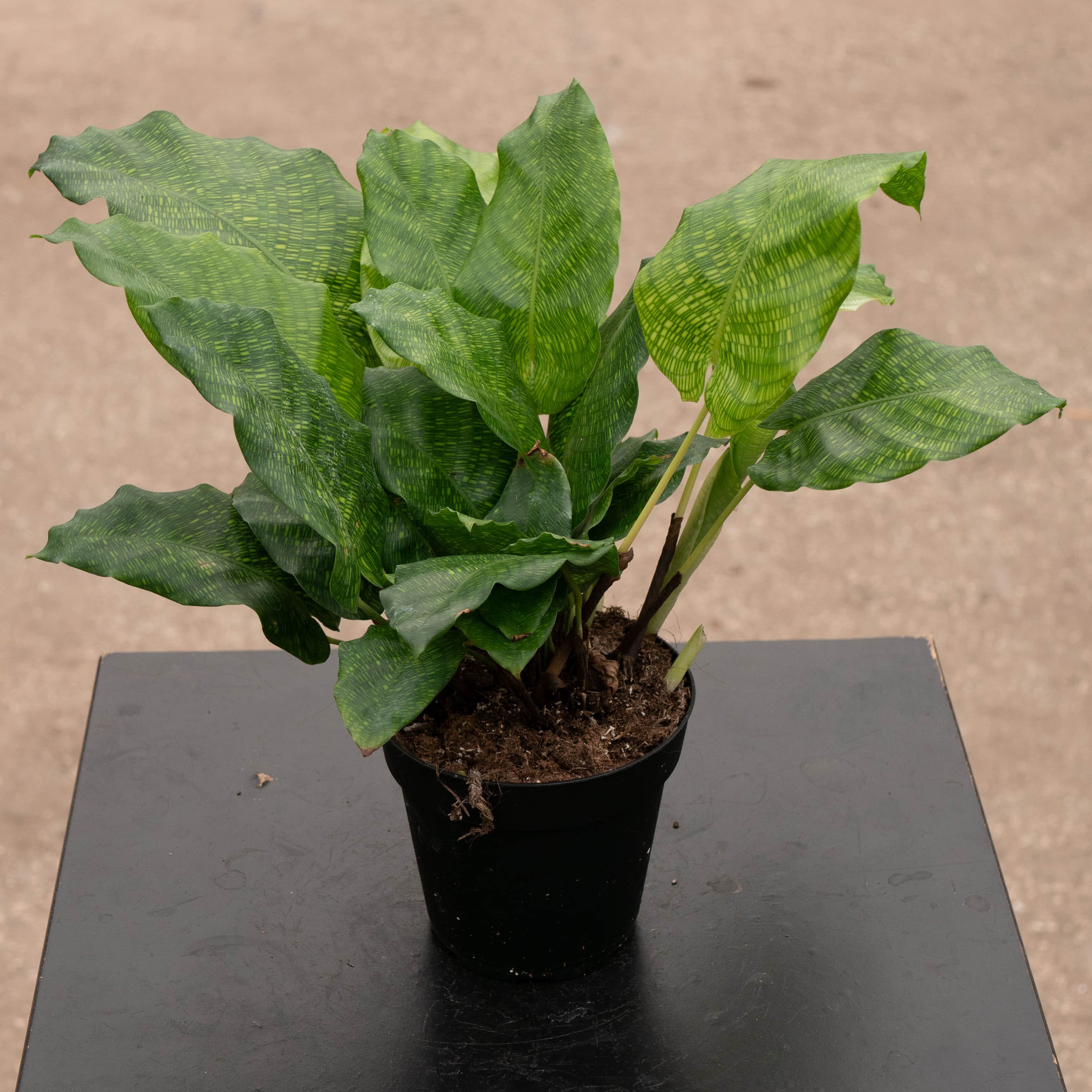 Calathea musaica