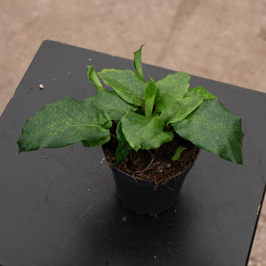 Gabriella Plants Other 4" Calathea musaica