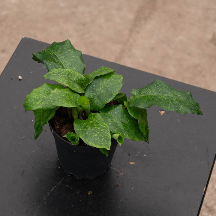 Gabriella Plants Other 4" Calathea musaica