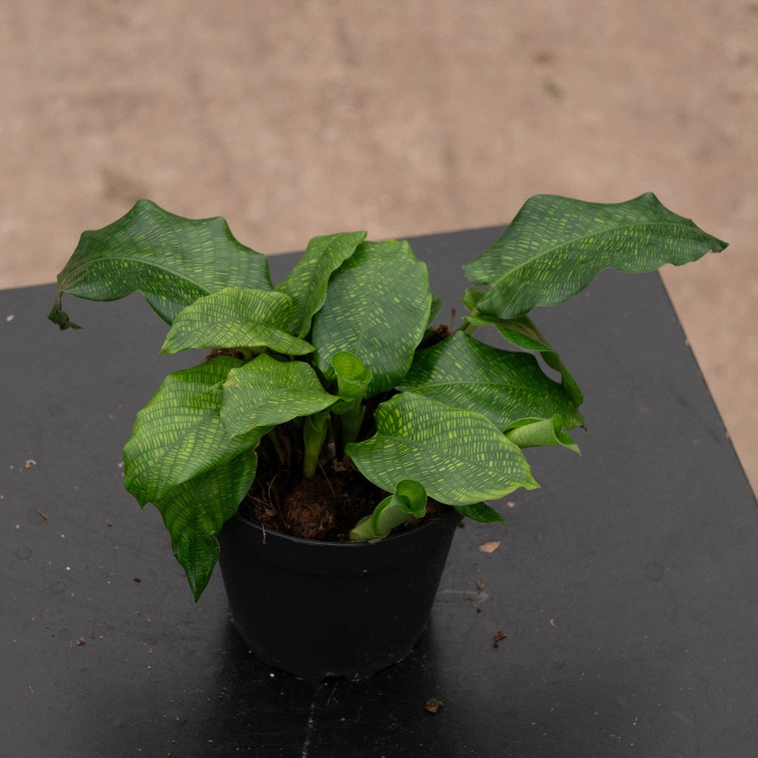 Gabriella Plants Other 4" Calathea musaica