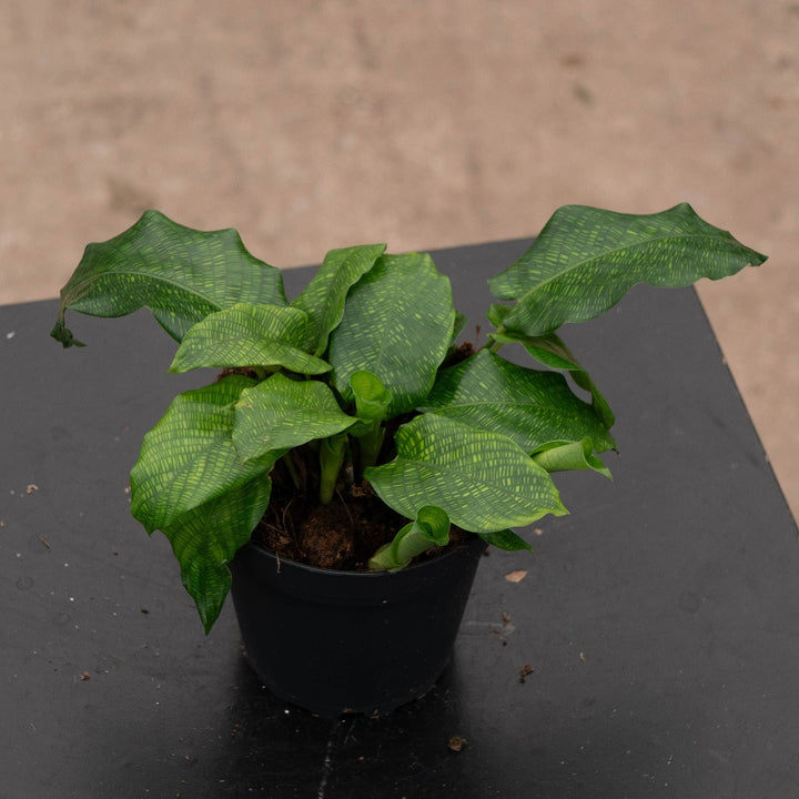 Gabriella Plants Other 4" Calathea musaica