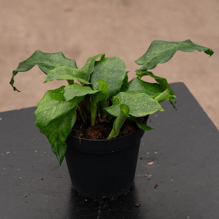 Gabriella Plants Other 4" Calathea musaica