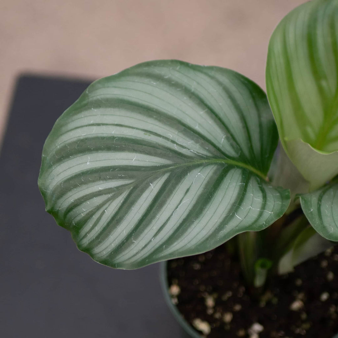Gabriella Plants Other 4" Calathea orbifolia