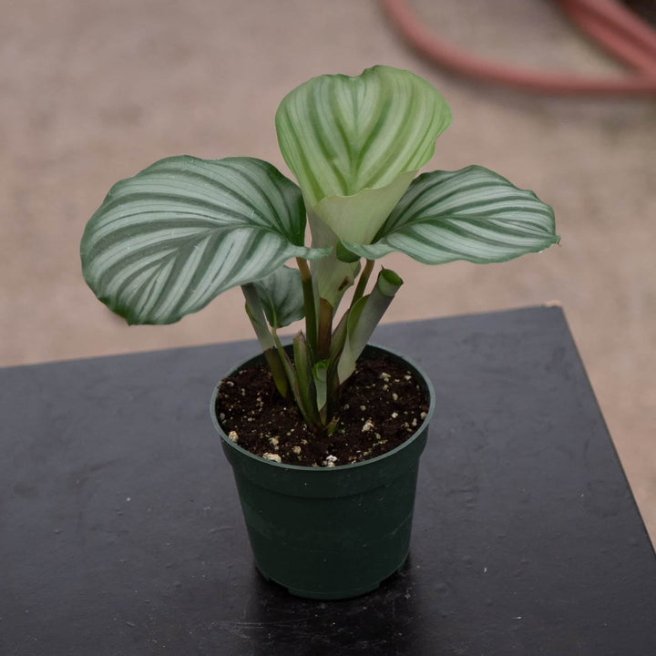 Gabriella Plants Other 4" Calathea orbifolia