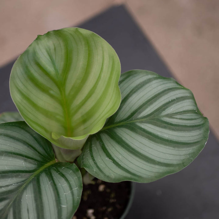 Gabriella Plants Other 4" Calathea orbifolia