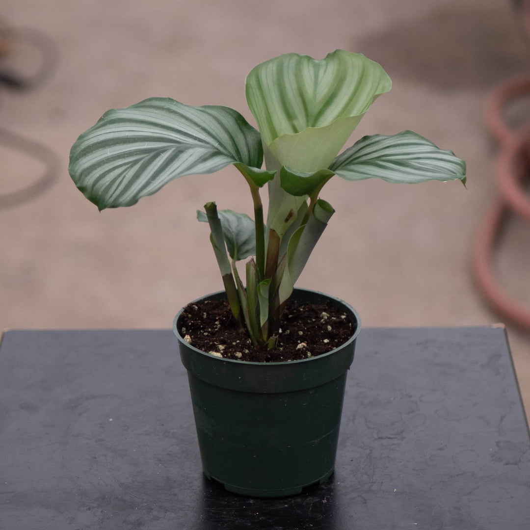 Gabriella Plants Other 4" Calathea orbifolia