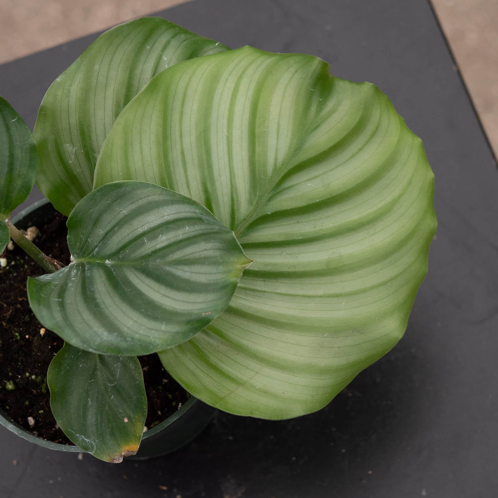Gabriella Plants Other 4" Calathea orbifolia