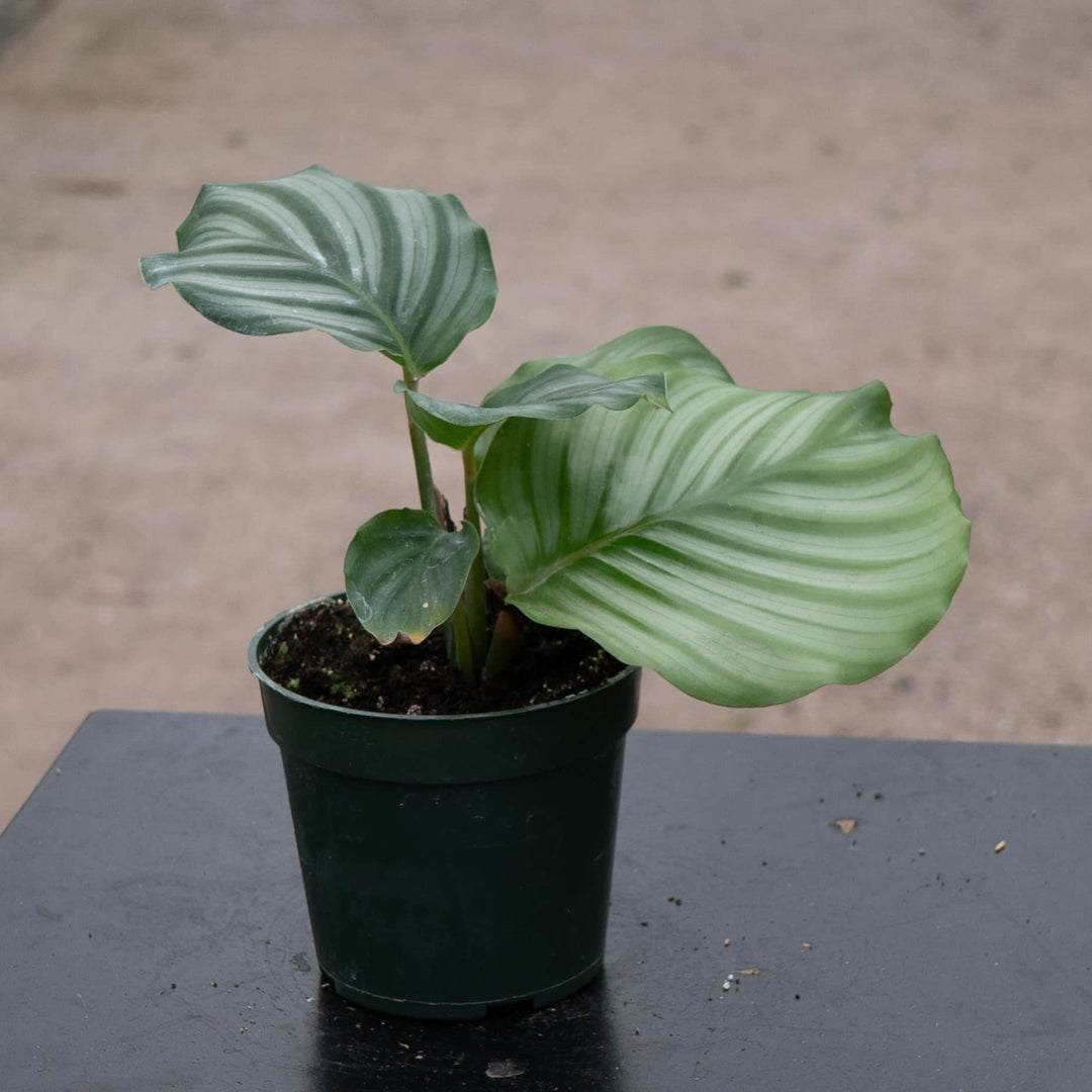 Gabriella Plants Other 4" Calathea orbifolia