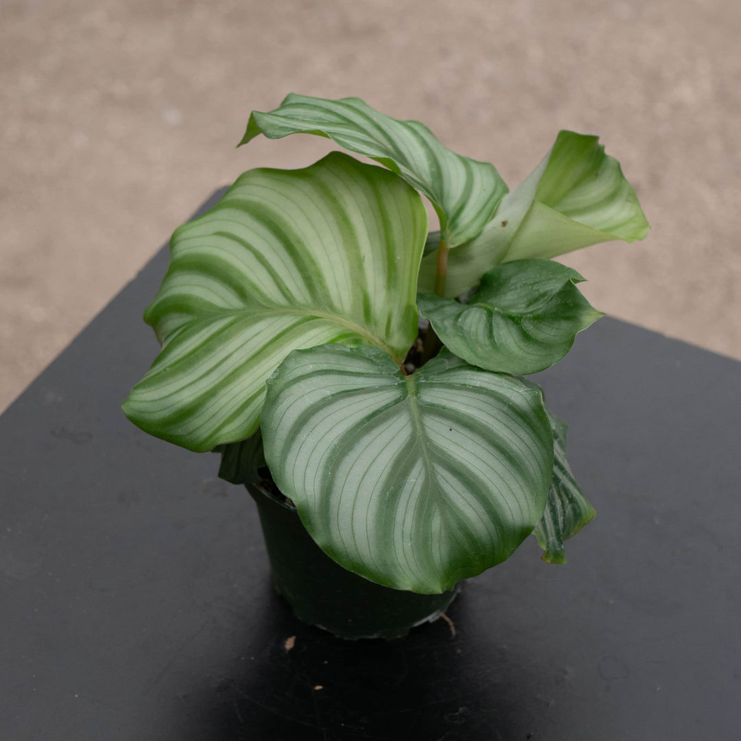 calathea orbifolia prayer plant Calathea orbifolia