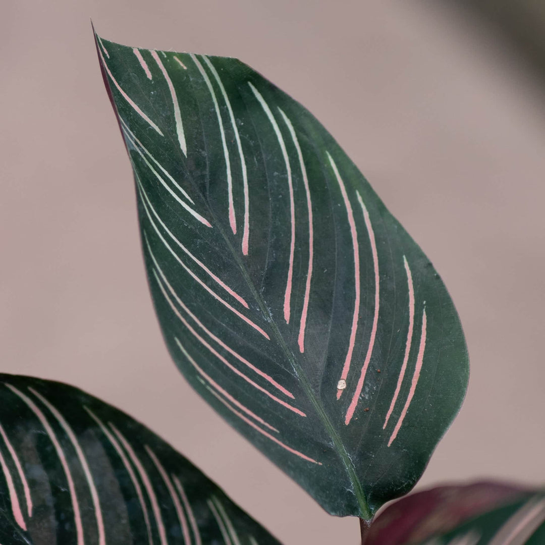 Gabriella Plants Other 4" Calathea ornata "Pinstripe"