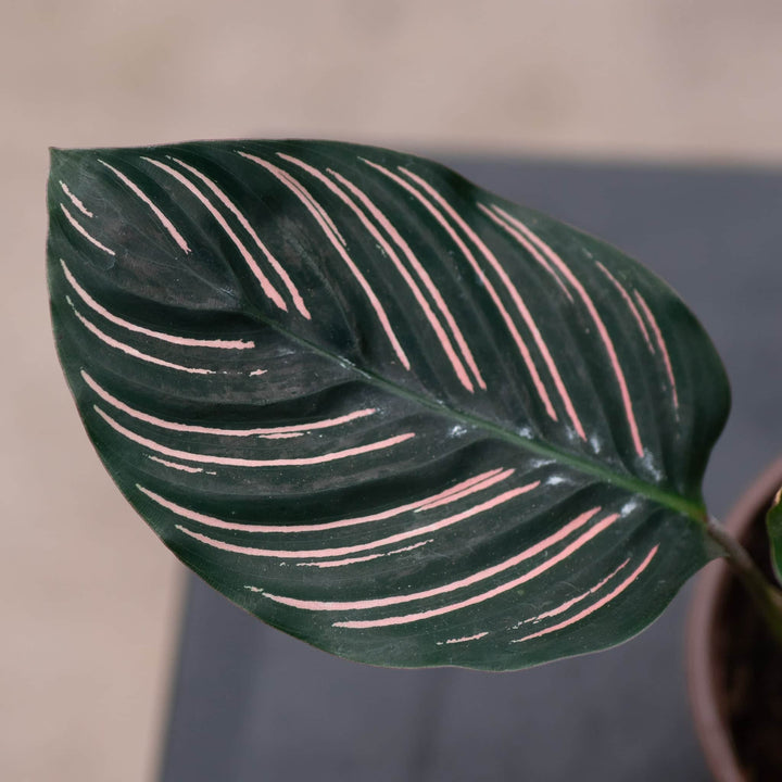Gabriella Plants Other 4" Calathea ornata "Pinstripe"