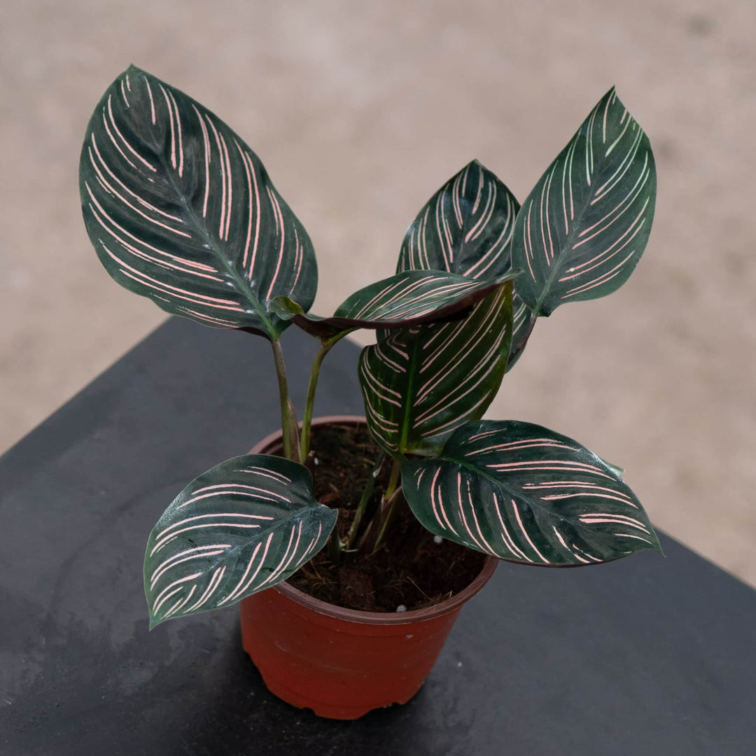 Gabriella Plants Other 4" Calathea ornata "Pinstripe"