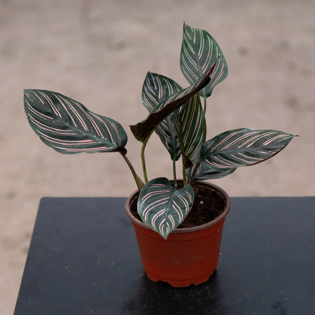 Gabriella Plants Other 4" Calathea ornata "Pinstripe"