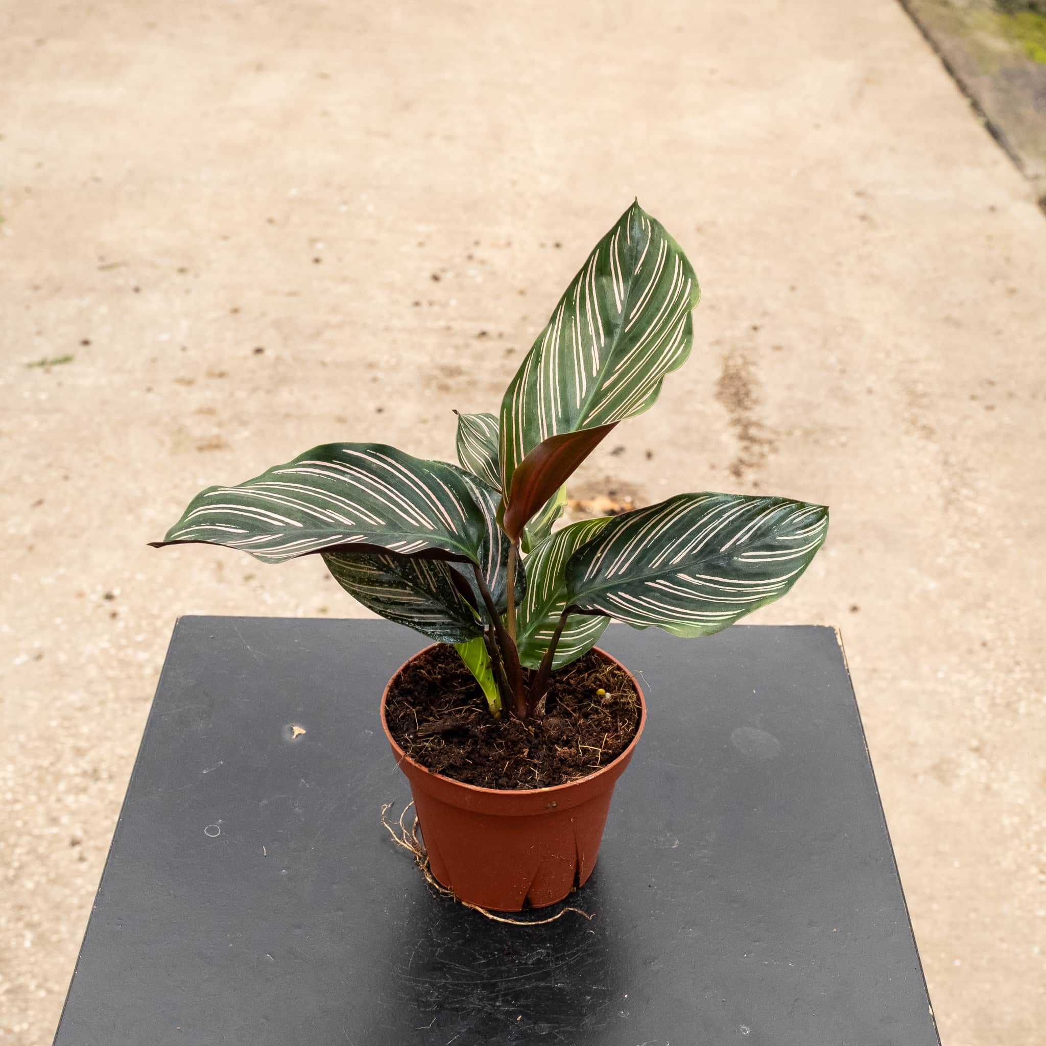 calathea ornata indoor plant Calathea ornata "Pinstripe"