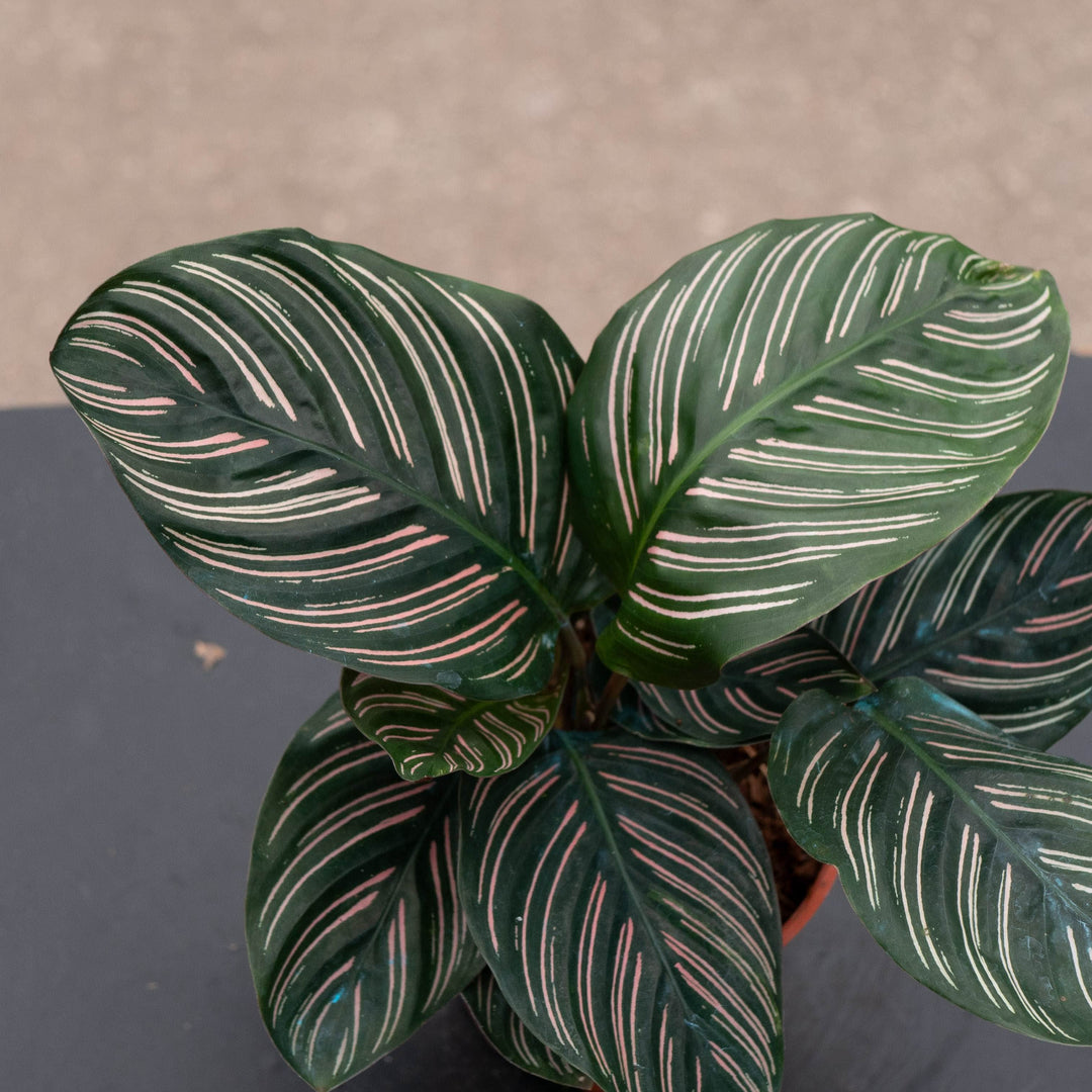 Gabriella Plants Other 4" Calathea ornata "Pinstripe"