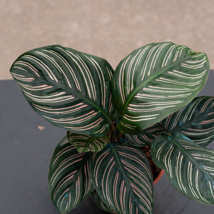 Gabriella Plants Other 4" Calathea ornata "Pinstripe"