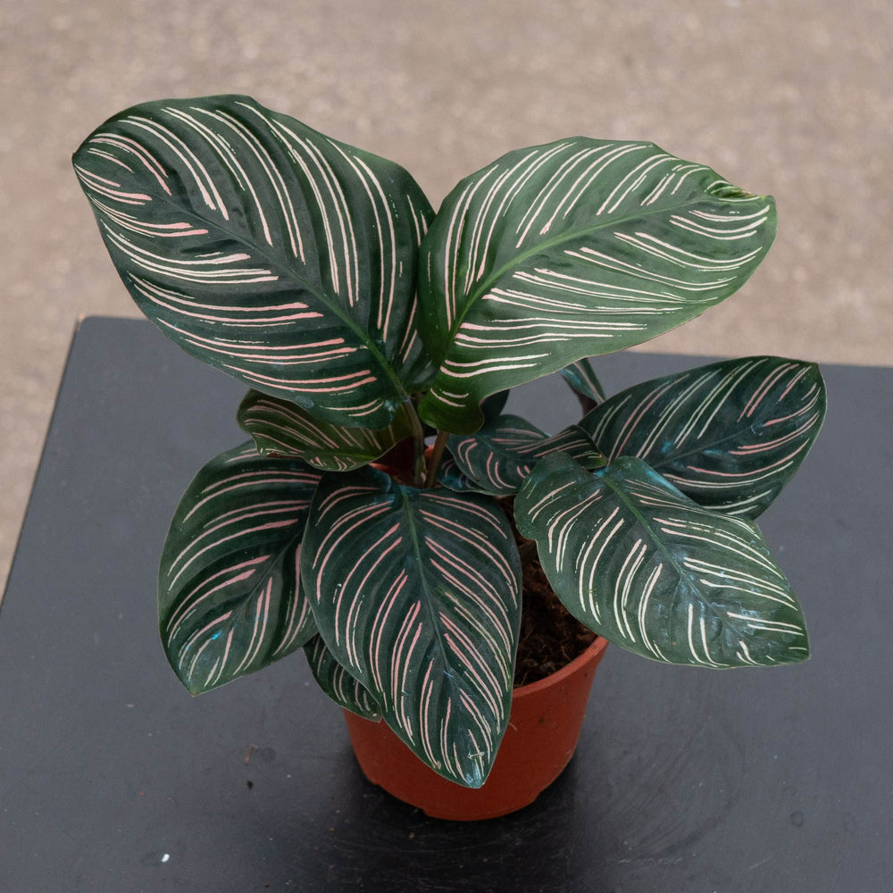 Gabriella Plants Other 4" Calathea ornata "Pinstripe"
