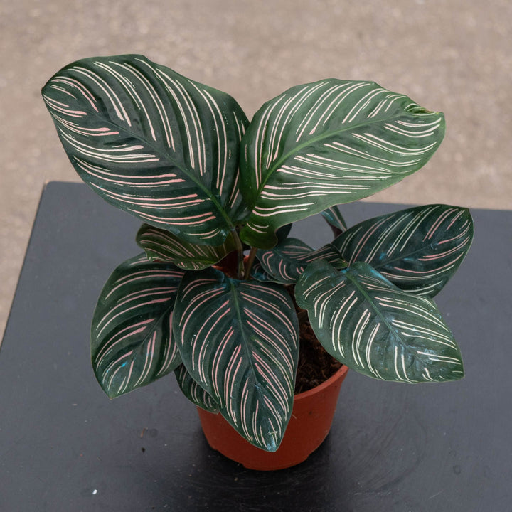 Gabriella Plants Other 4" Calathea ornata "Pinstripe"