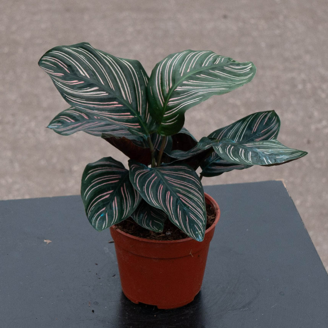 Gabriella Plants Other 4" Calathea ornata "Pinstripe"