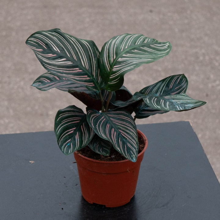 Gabriella Plants Other 4" Calathea ornata "Pinstripe"