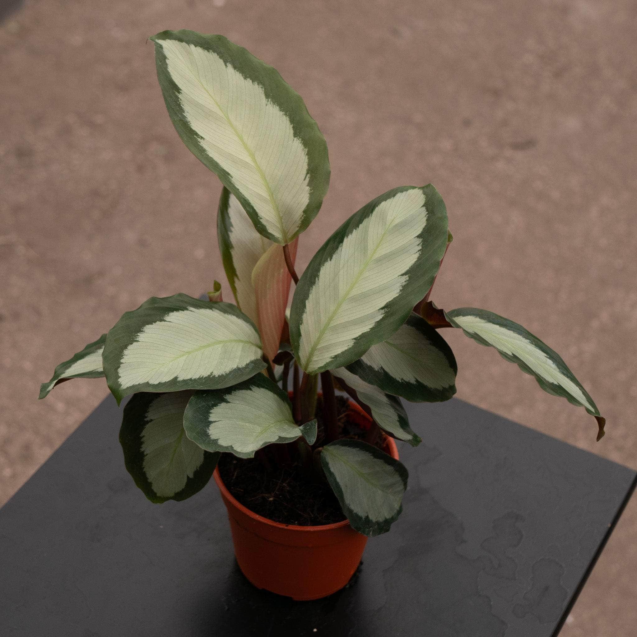 Calathea picturata